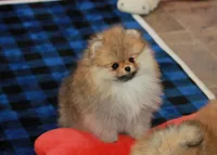 Tobias, a male Pomeranian for sale in Bark River, MI – Photo 2 of 6