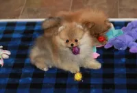 Tobias, a male Pomeranian for sale in Bark River, MI – Photo 4 of 6