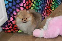 Tobias, a male Pomeranian for sale in Bark River, MI – Photo 3 of 6