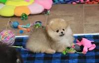 Camillla, a female Pomeranian for sale in Bark River, MI – 6 of 6