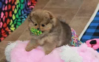 Posh, a female Pomeranian for sale in Bark River, MI – 2 of 6