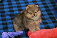 Posh, a female Pomeranian for sale in Bark River, MI – 6 of 6