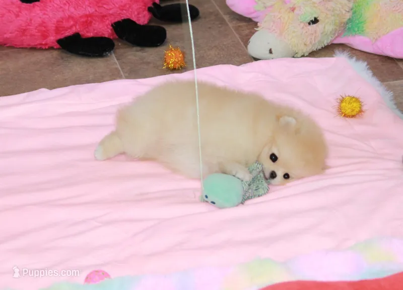 Silas – Pomeranian puppy for sale in Bark River, MI