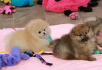 Silas, a male Pomeranian for sale in Bark River, MI – Photo 3 of 5