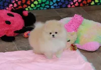 Silas, a male Pomeranian for sale in Bark River, MI – Photo 2 of 5