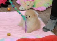 Silas, a male Pomeranian for sale in Bark River, MI – Photo 4 of 5