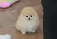 Silas, a male Pomeranian for sale in Bark River, MI – Photo 5 of 5