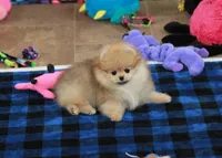 Camillla, a female Pomeranian for sale in Bark River, MI – 4 of 6