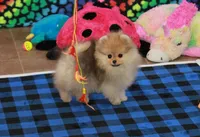 Skorpio, a male Pomeranian for sale in Bark River, MI – 3 of 7