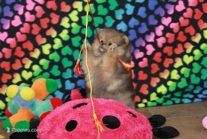 Posh – Pomeranian puppy for sale in Bark River, MI