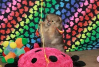 Posh, a female Pomeranian for sale in Bark River, MI – 1 of 6