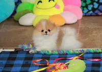 Roxi, a female Pomeranian for sale in Bark River, MI – 4 of 6