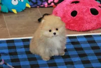 Remi, a female Pomeranian for sale in Bark River, MI – 5 of 6