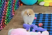 Roxi, a female Pomeranian for sale in Bark River, MI – 3 of 6