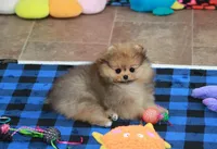 Pia, a female Pomeranian for sale in Bark River, MI – 6 of 6