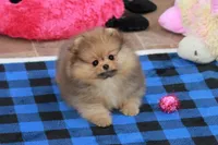 Pia, a female Pomeranian for sale in Bark River, MI – 4 of 6