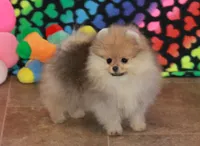 Skorpio, a male Pomeranian for sale in Bark River, MI – 5 of 7