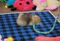 Skorpio, a male Pomeranian for sale in Bark River, MI – 7 of 7