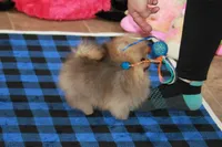 Skippy, a male Pomeranian for sale in Bark River, MI – 6 of 6