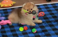 Skorpio, a male Pomeranian for sale in Bark River, MI – 4 of 7