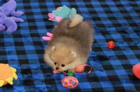 Skorpio, a male Pomeranian for sale in Bark River, MI – 2 of 7