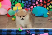 Camillla, a female Pomeranian for sale in Bark River, MI – 1 of 6