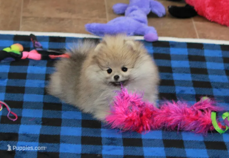 Nokia – Pomeranian puppy for sale in Bark River, MI