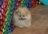 Nokia, a male Pomeranian for sale in Bark River, MI – Photo 4 of 6