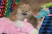 Nokia, a male Pomeranian for sale in Bark River, MI – Photo 5 of 6