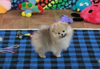 Nokia, a male Pomeranian for sale in Bark River, MI – Photo 2 of 6