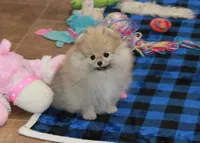 Nokia, a male Pomeranian for sale in Bark River, MI – Photo 6 of 6