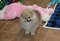 Nokia, a male Pomeranian for sale in Bark River, MI – Photo 3 of 6