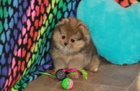 Posh, a female Pomeranian for sale in Bark River, MI – 5 of 6