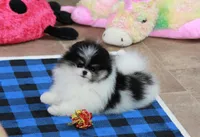 Tallie, a female Pomeranian for sale in Bark River, MI – Photo 2 of 6