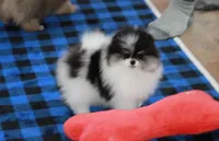 Tallie, a female Pomeranian for sale in Bark River, MI – Photo 3 of 6