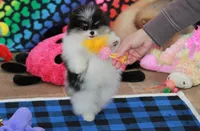 Tallie, a female Pomeranian for sale in Bark River, MI – Photo 5 of 6