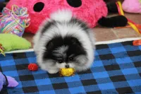 Tallie, a female Pomeranian for sale in Bark River, MI – Photo 4 of 6