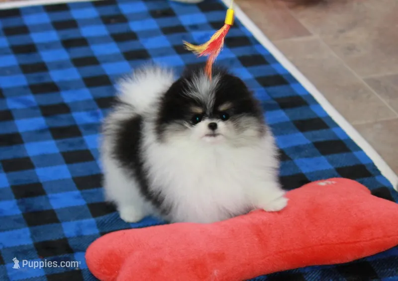 Tallie – Pomeranian puppy for sale in Bark River, MI