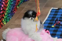 Tallie, a female Pomeranian for sale in Bark River, MI – Photo 6 of 6