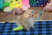 Remi, a female Pomeranian for sale in Bark River, MI – 2 of 6