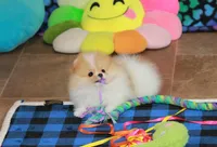 Roxi, a female Pomeranian for sale in Bark River, MI – 2 of 6