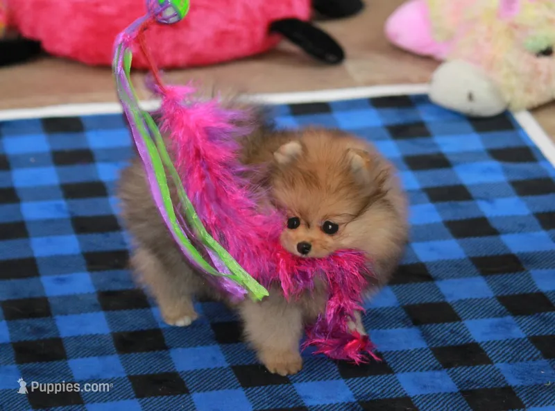 Pia – Pomeranian puppy for sale in Bark River, MI