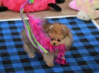 Pia, a female Pomeranian for sale in Bark River, MI – 1 of 6