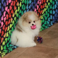 Sanza - female, a female Pomeranian for sale in Bark River, MI – Photo 2 of 6