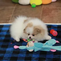 Sanza - female, a female Pomeranian for sale in Bark River, MI – Photo 4 of 6