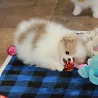 Sanza - female, a female Pomeranian for sale in Bark River, MI – Photo 5 of 6