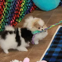 Sanza - female, a female Pomeranian for sale in Bark River, MI – Photo 3 of 6