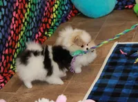 processed/fd9805f2-b1e4-41ae-8423-7e031898b6cc/listing/f2a2d398-6e0d-4304-a795-466ddd6973cb/c35c88b5-2a42-4619-a055-3755ae8be9a7