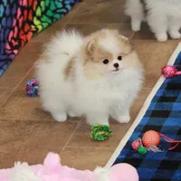 Sanza - female, a female Pomeranian for sale in Bark River, MI – Photo 1 of 6