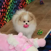 Sanza - female, a female Pomeranian for sale in Bark River, MI – Photo 6 of 6